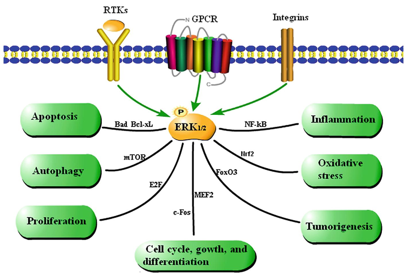 Summary of the functions of the ERK1/2 signaling pathway. 